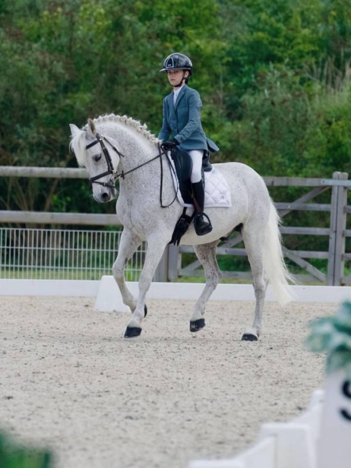 Gelding Connemara For sale 2011 Grey