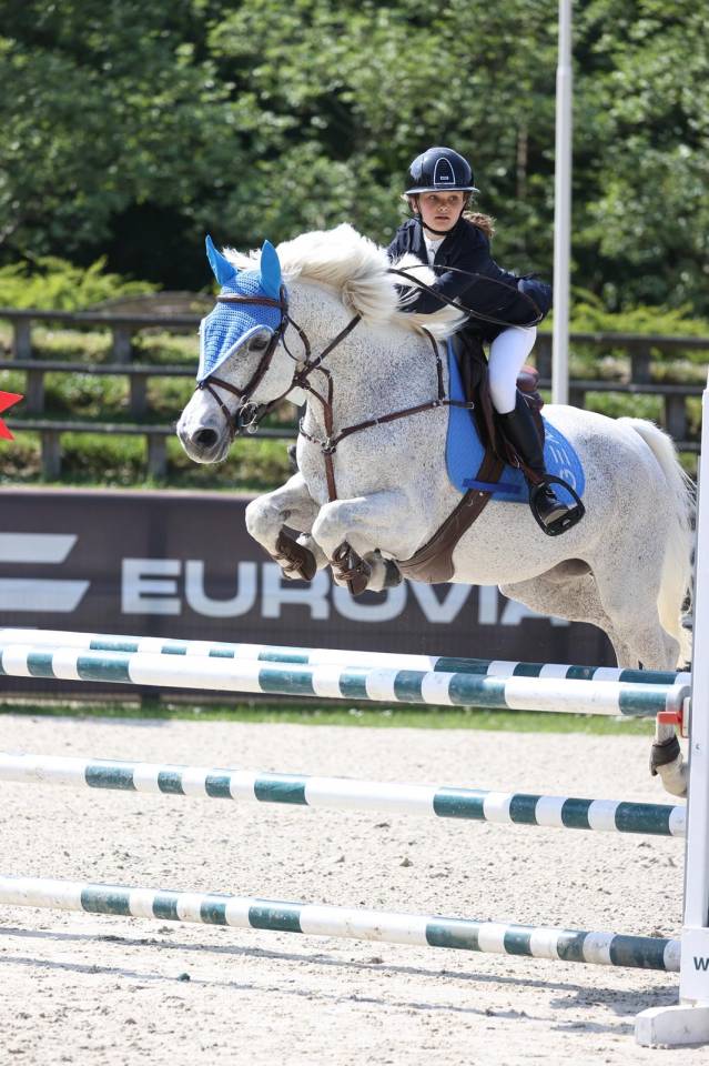 Gelding Connemara For sale 2011 Grey