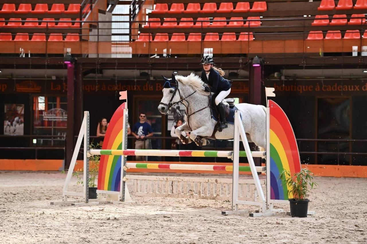 Gelding Connemara For sale 2011 Grey