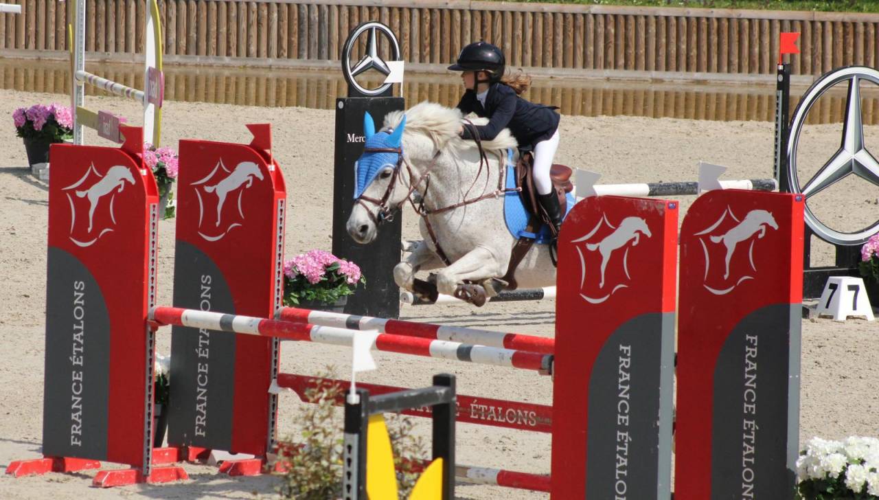 Gelding Connemara For sale 2011 Grey