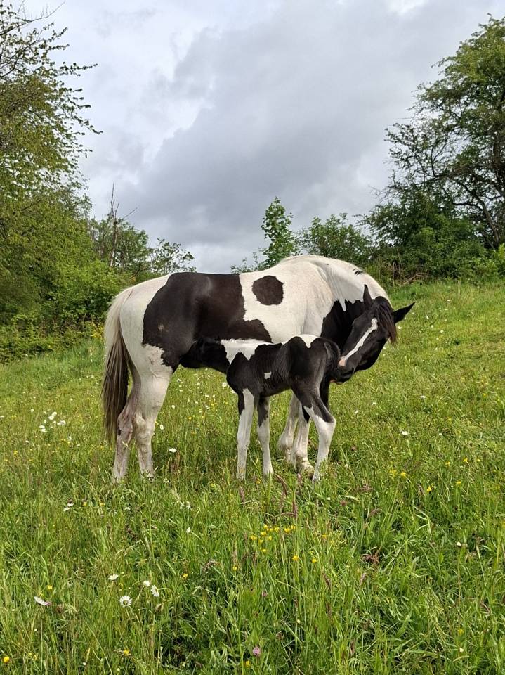 Colt Unkown Horse Breed For sale 2026 Coloured