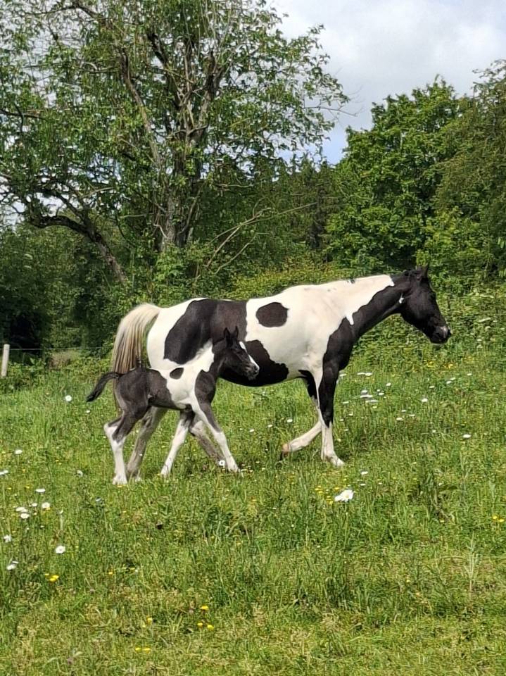 Colt Unkown Horse Breed For sale 2026 Coloured