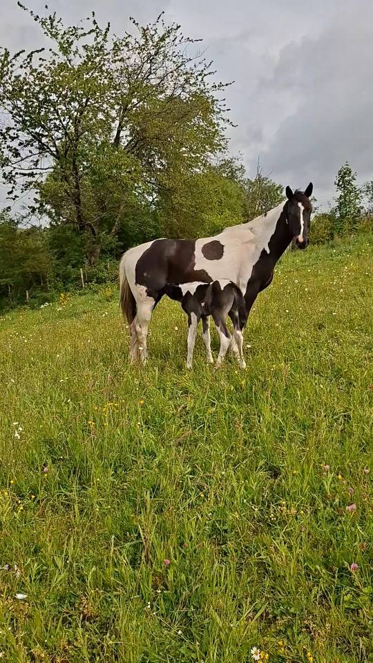 Colt Unkown Horse Breed For sale 2026 Coloured