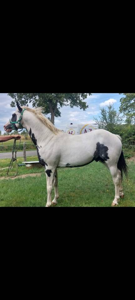 Colt Unkown Horse Breed For sale 2026 Coloured