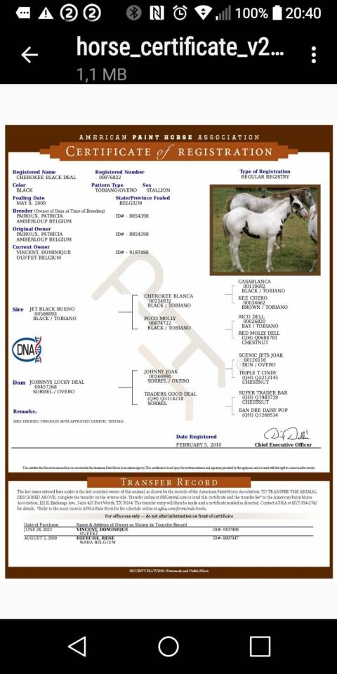 Colt Unkown Horse Breed For sale 2026 Coloured