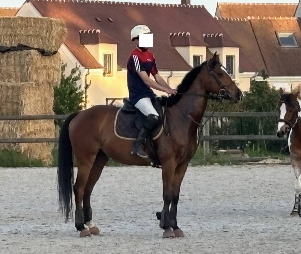 Gelding Thoroughbred For sale 2021 Bay