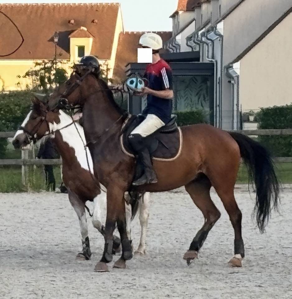 Gelding Thoroughbred For sale 2021 Bay