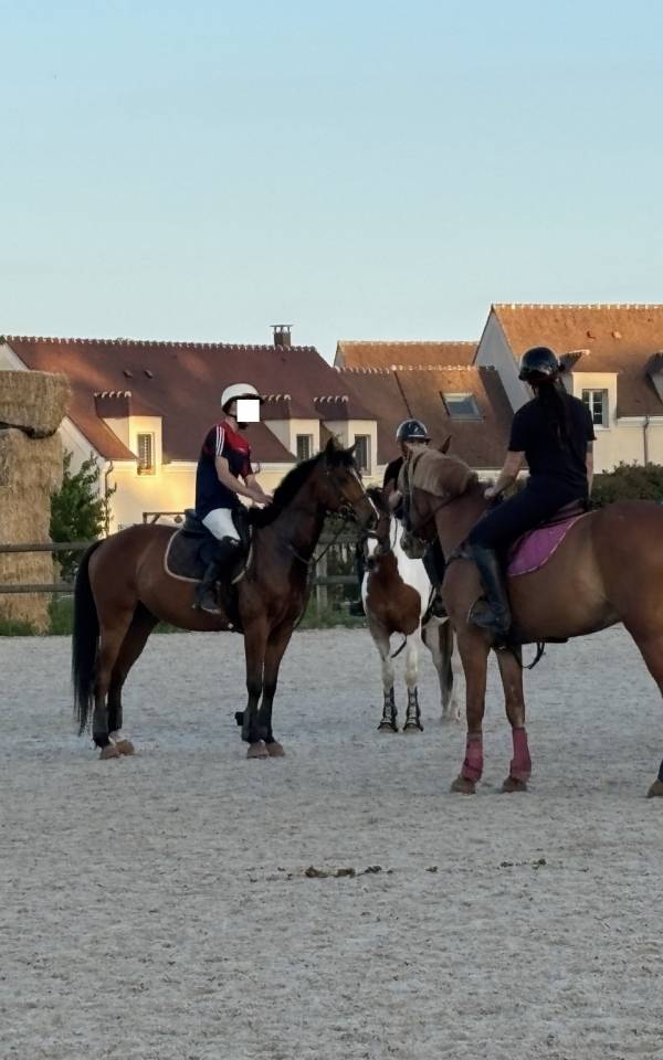 Gelding Thoroughbred For sale 2021 Bay