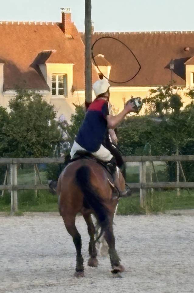 Gelding Thoroughbred For sale 2021 Bay