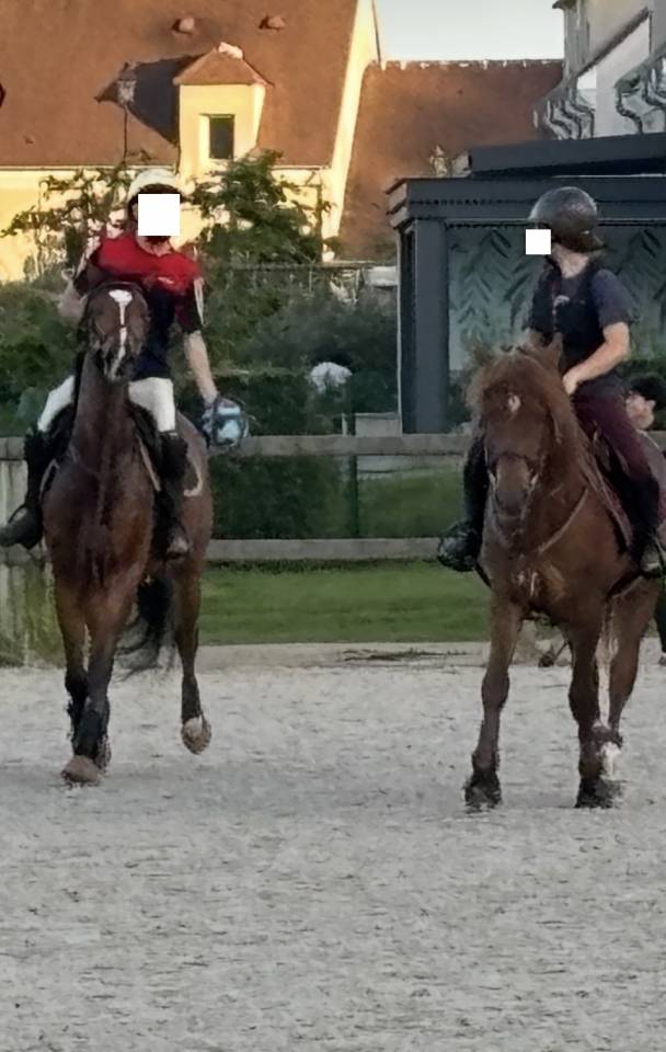 Gelding Thoroughbred For sale 2021 Bay