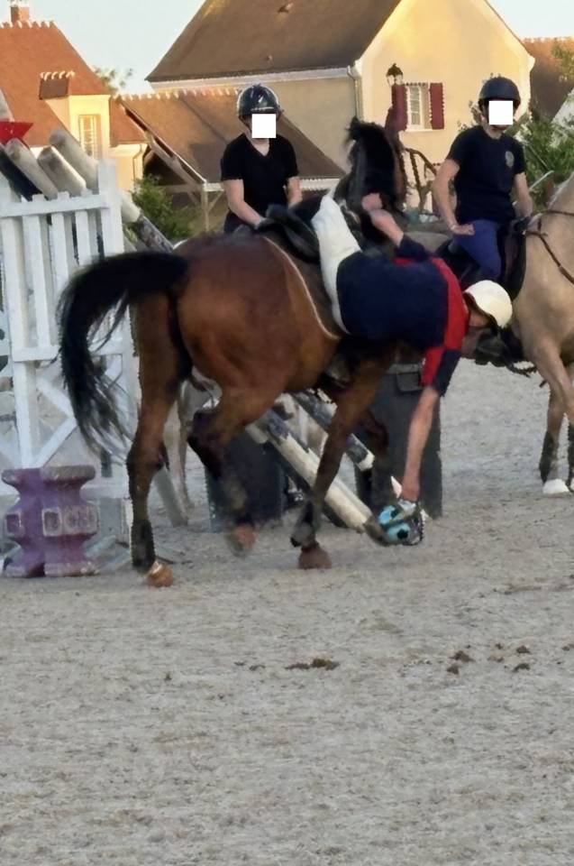 Gelding Thoroughbred For sale 2021 Bay
