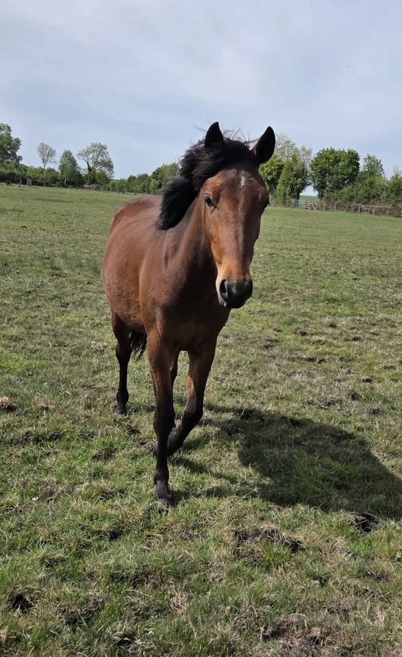 Mare New Forest For sale 2024 Bay