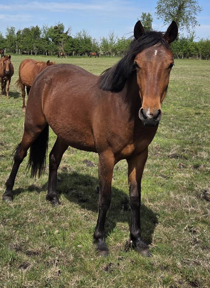 Mare New Forest For sale 2024 Bay