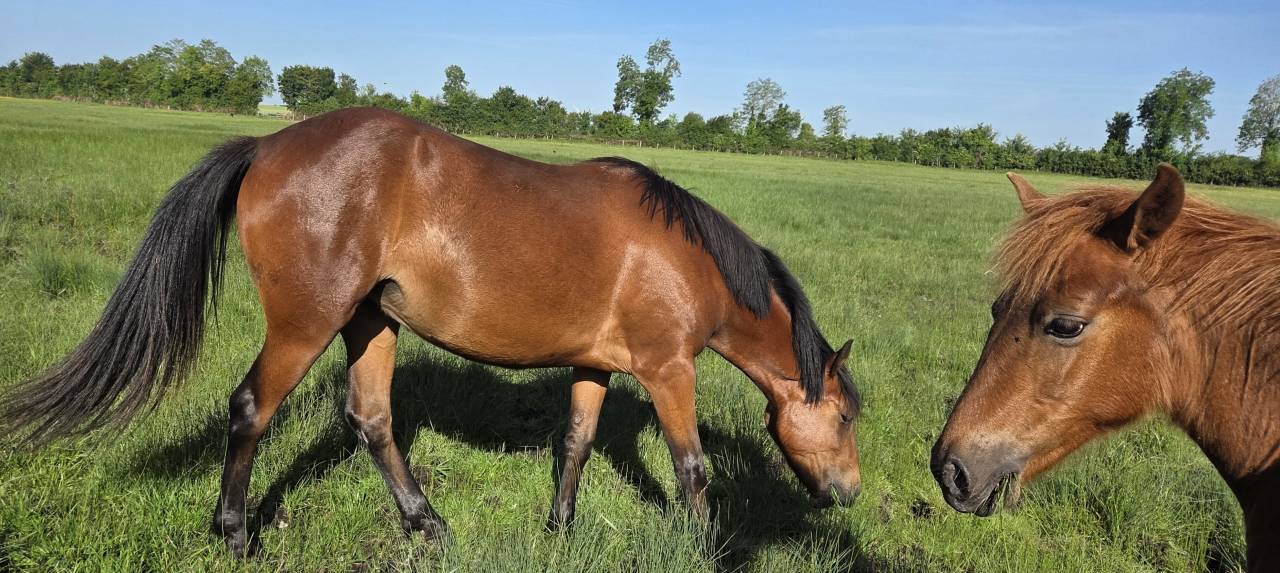 Mare New Forest For sale 2024 Bay