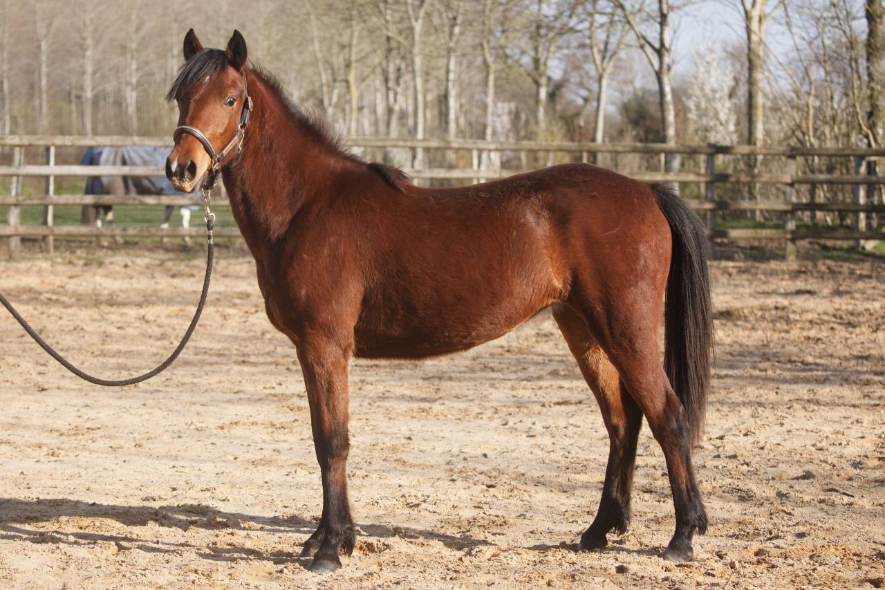 Mare New Forest For sale 2024 Bay
