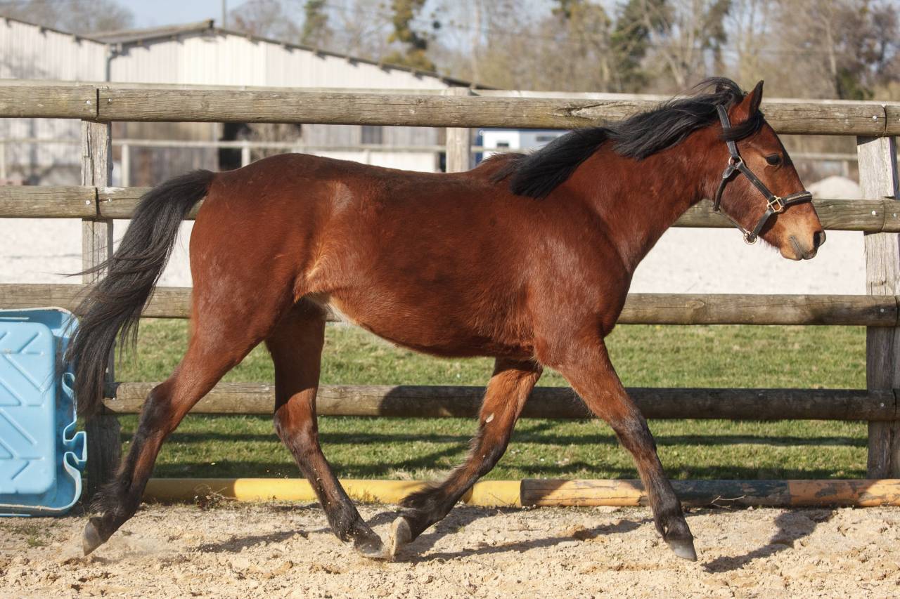 Mare New Forest For sale 2024 Bay
