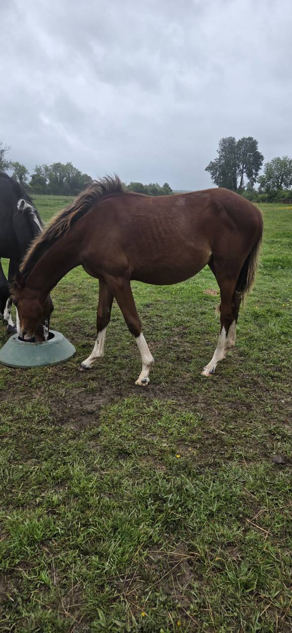Mare Selle Fran&ccedil;ais For sale 2025 Bay