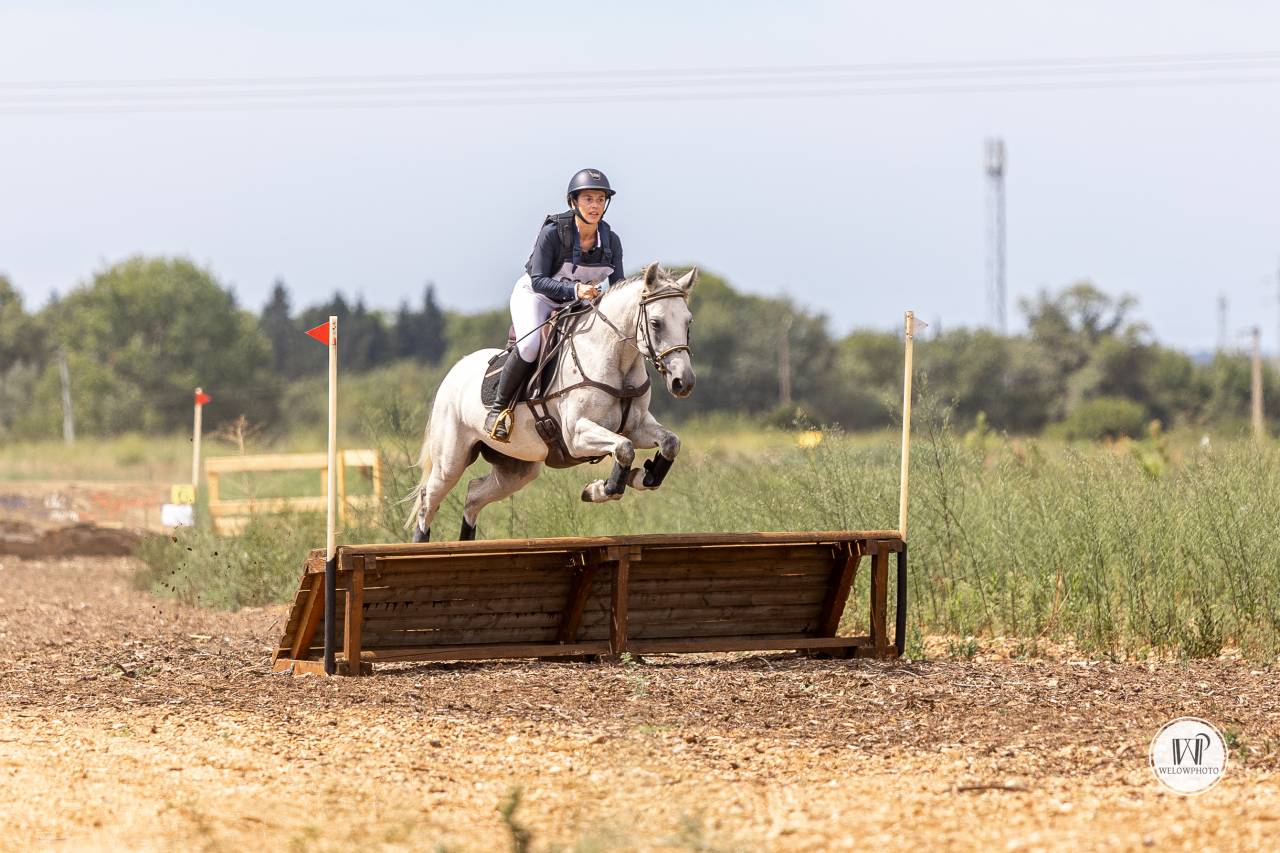 Mare Connemara For sale 2017 Grey