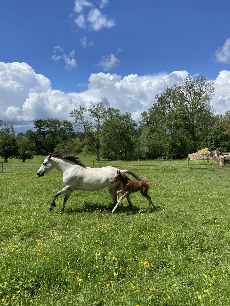 Mare Connemara For sale 2017 Grey