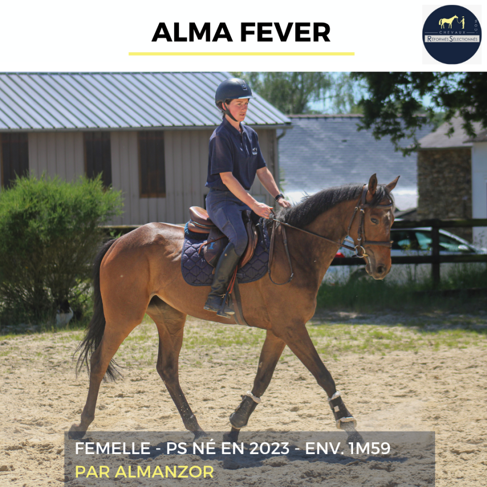 Mare Thoroughbred For sale 2023 Bay