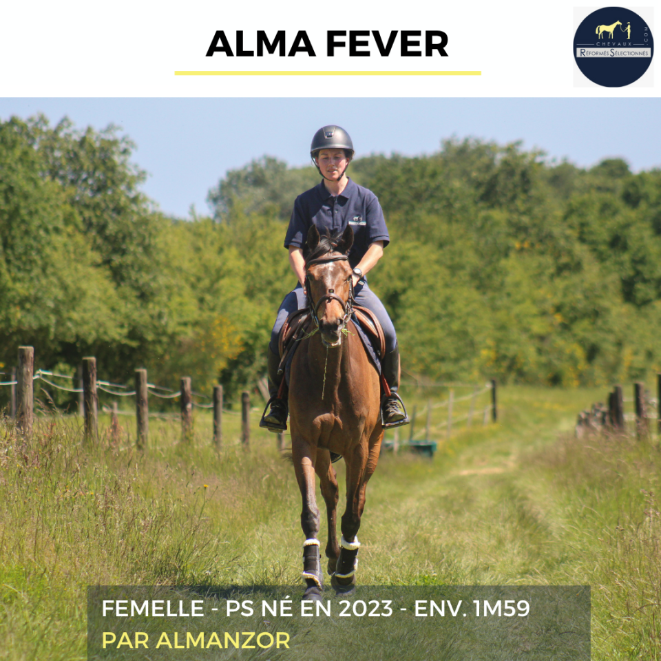 Mare Thoroughbred For sale 2023 Bay