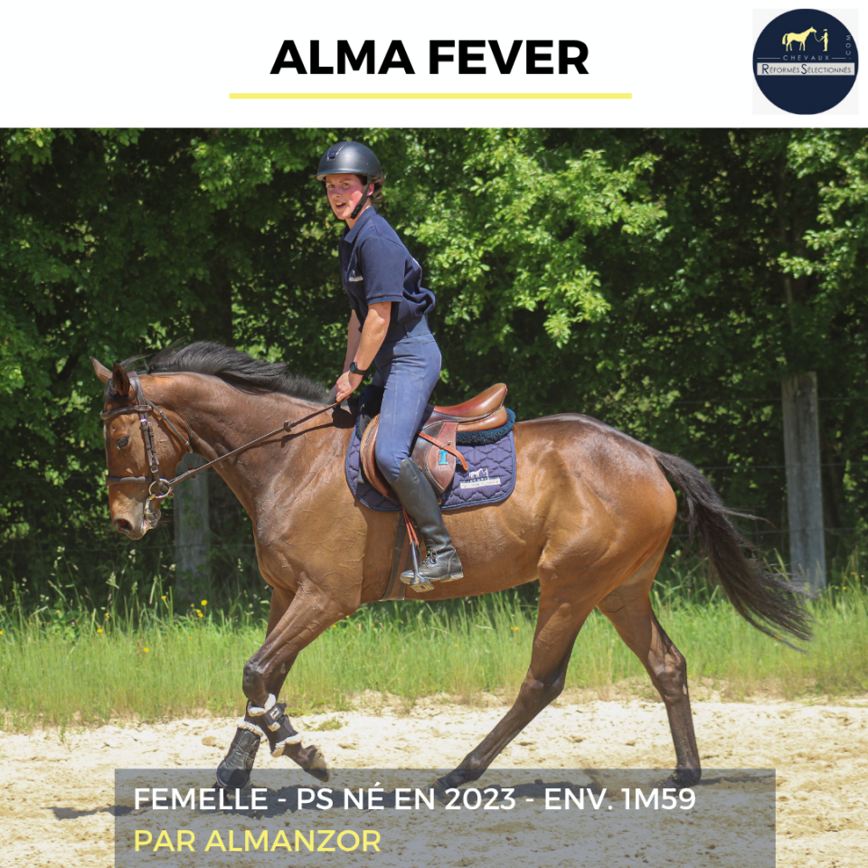 Mare Thoroughbred For sale 2023 Bay