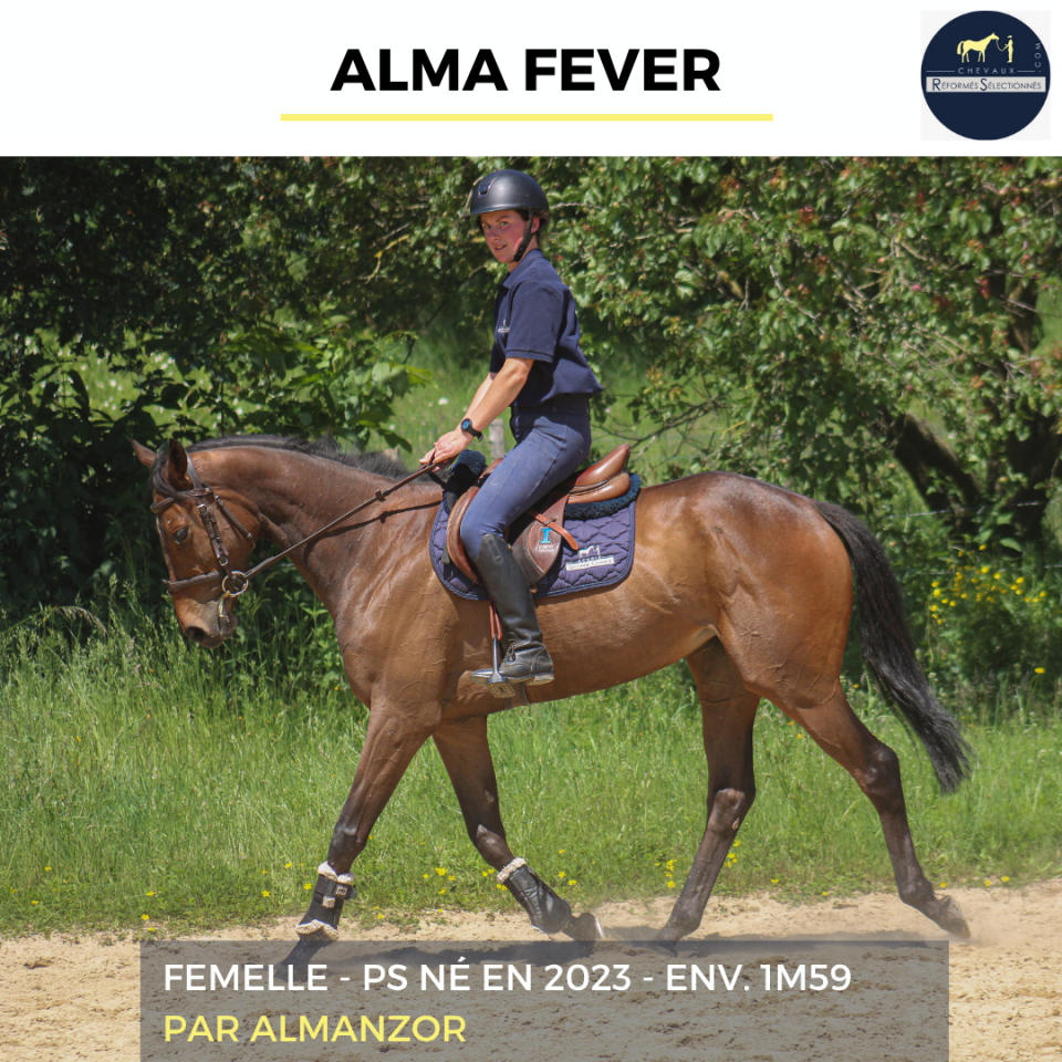 Mare Thoroughbred For sale 2023 Bay