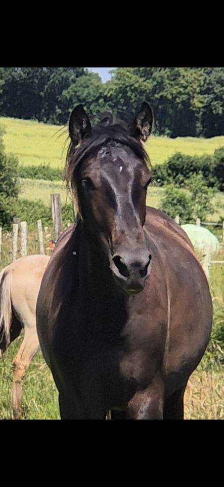 Stallion PRE Pure Spanish Bred For sale 2024 Brown