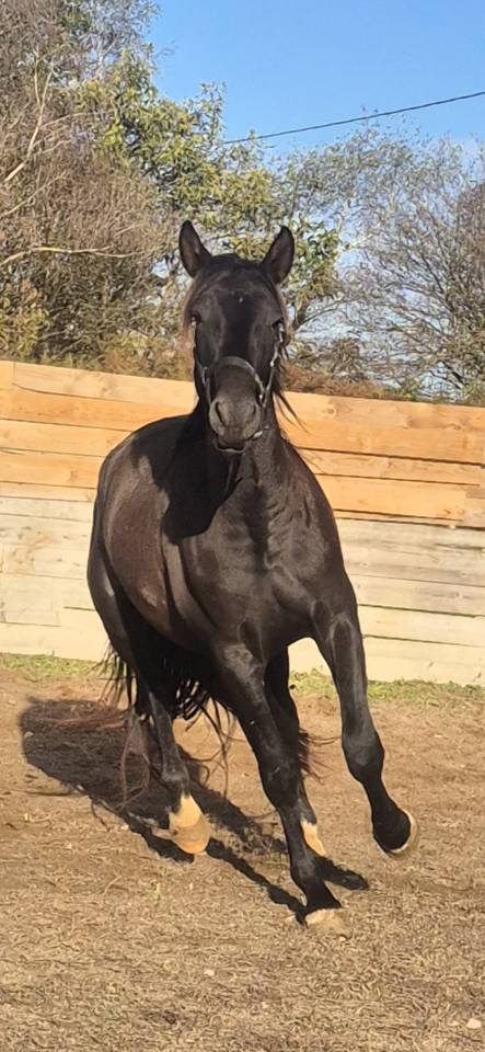 Entire PRE Pure Spanish Bred For sale 2024 Brown
