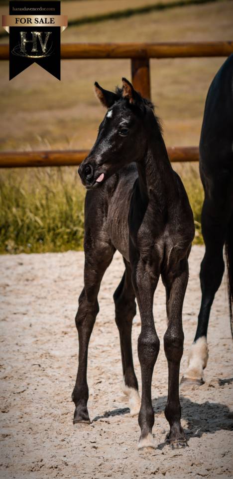 Filly KWPN Dutch Warmblood For sale 2026 Black