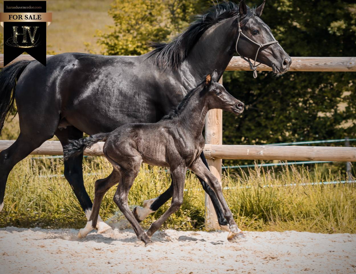 Filly KWPN Dutch Warmblood For sale 2026 Black
