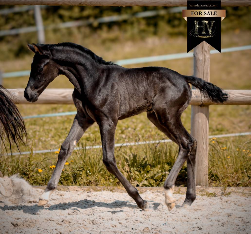 Filly KWPN Dutch Warmblood For sale 2026 Black
