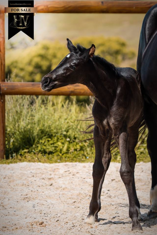 Filly KWPN Dutch Warmblood For sale 2026 Black