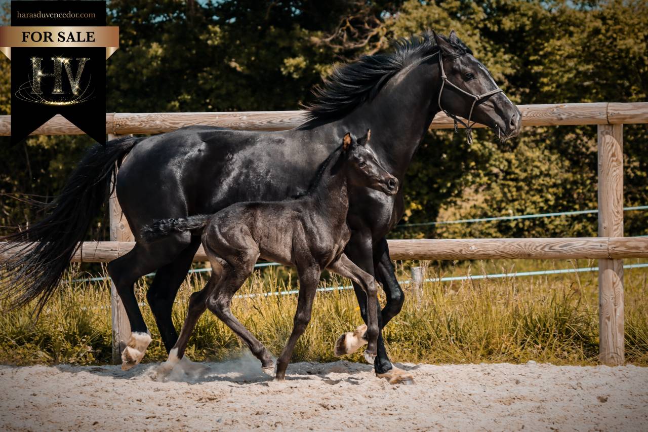 Filly KWPN Dutch Warmblood For sale 2026 Black