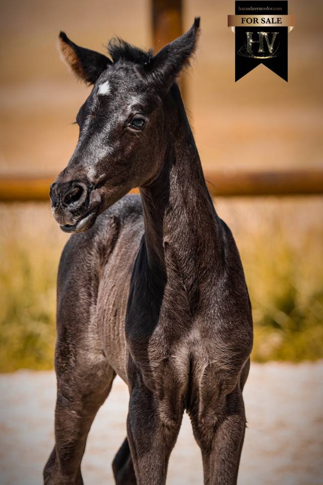 Filly KWPN Dutch Warmblood For sale 2026 Black