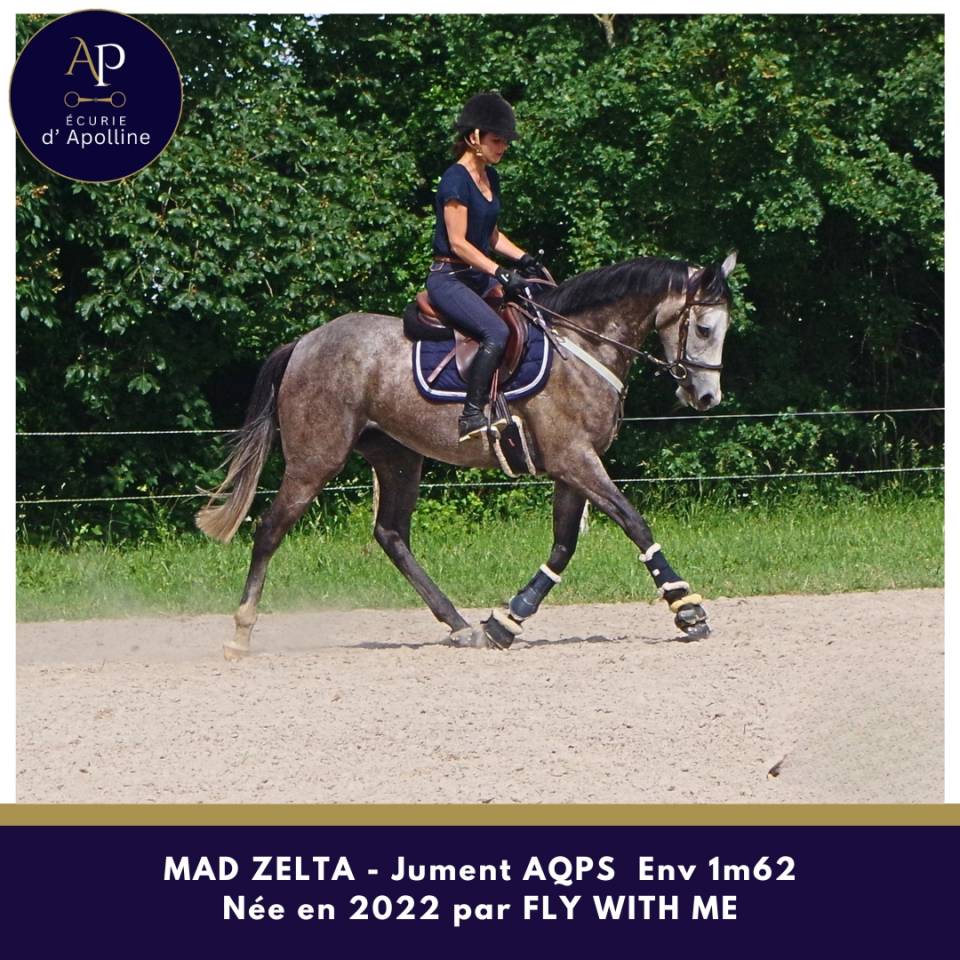 Mare AQPS For sale 2022 Grey