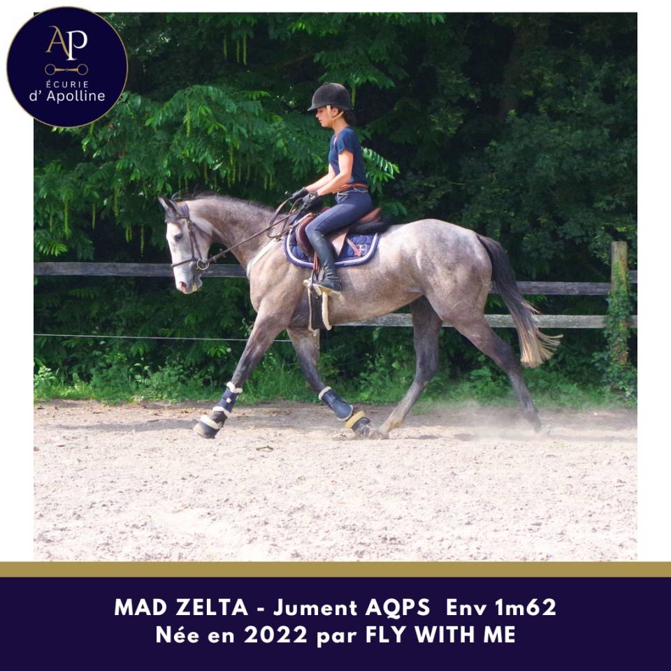 Mare AQPS For sale 2022 Grey