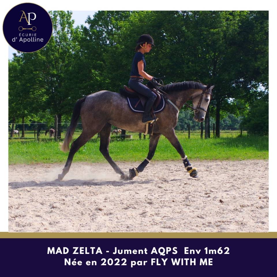 Mare AQPS For sale 2022 Grey