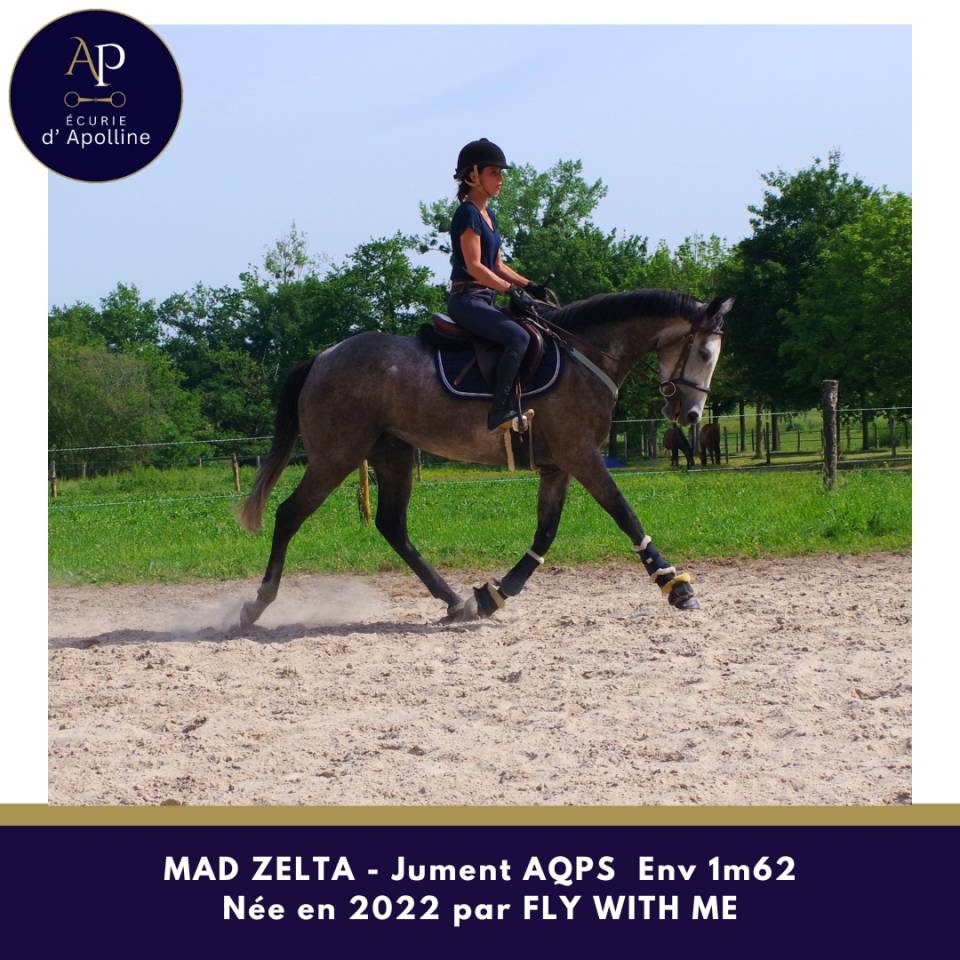 Mare AQPS For sale 2022 Grey
