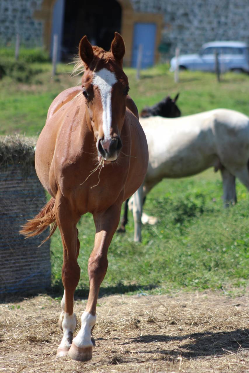 Mare Origin Recorded For sale 2024 Chesnut