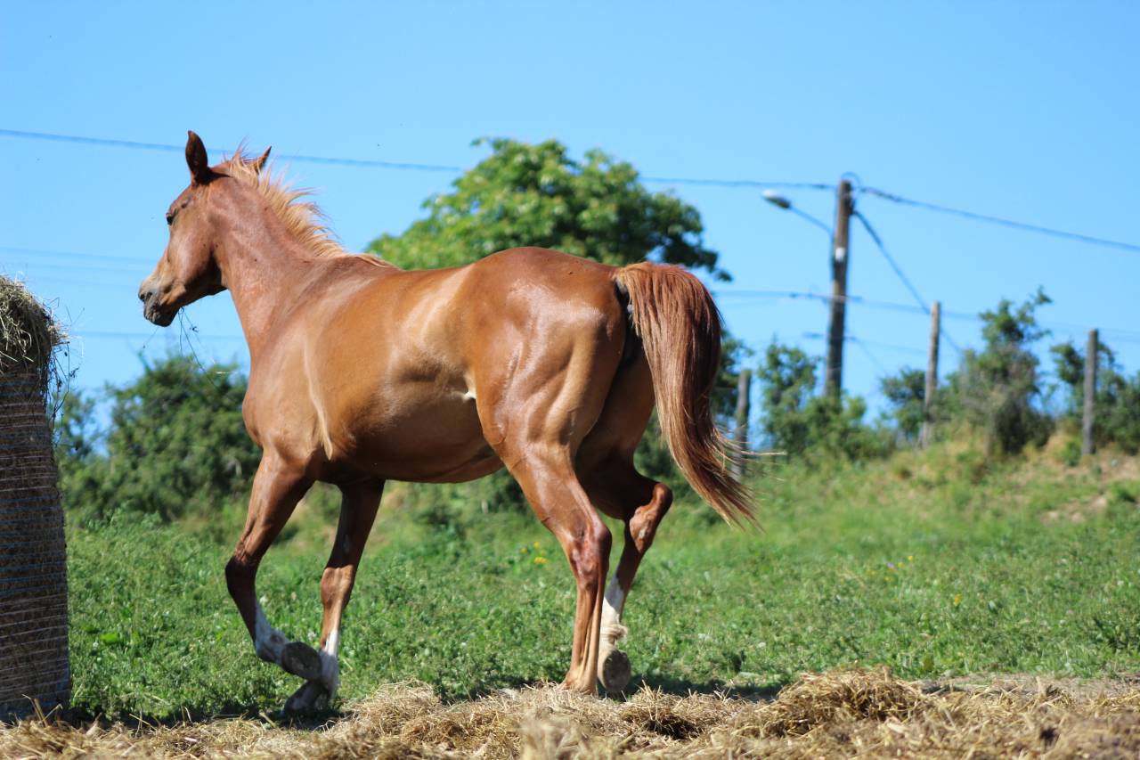 Mare Origin Recorded For sale 2024 Chesnut