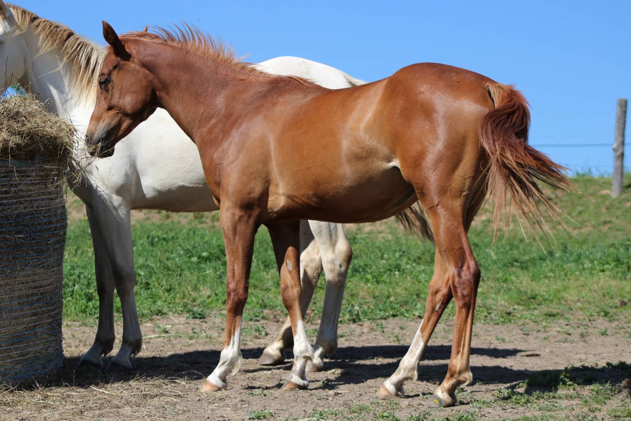 Mare Origin Recorded For sale 2024 Chesnut