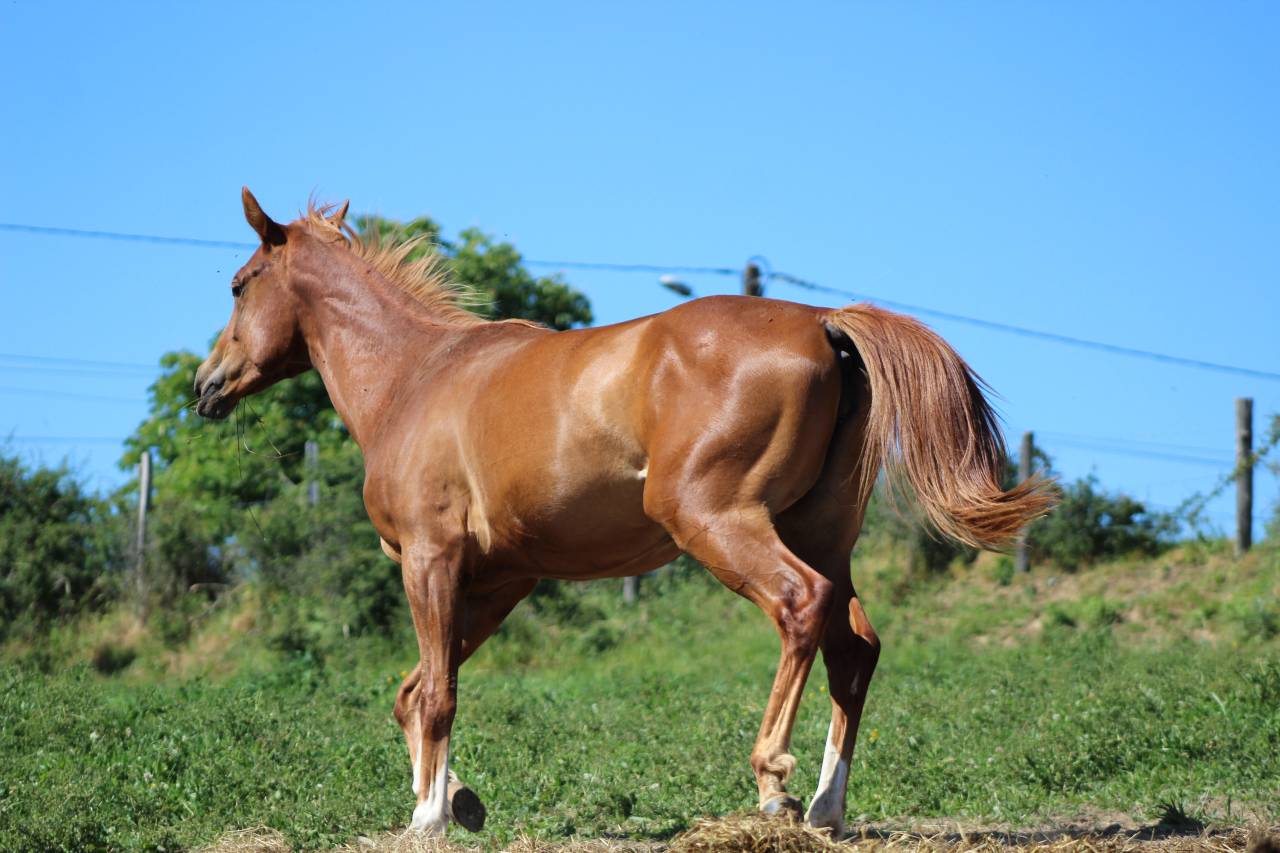 Mare Origin Recorded For sale 2024 Chesnut
