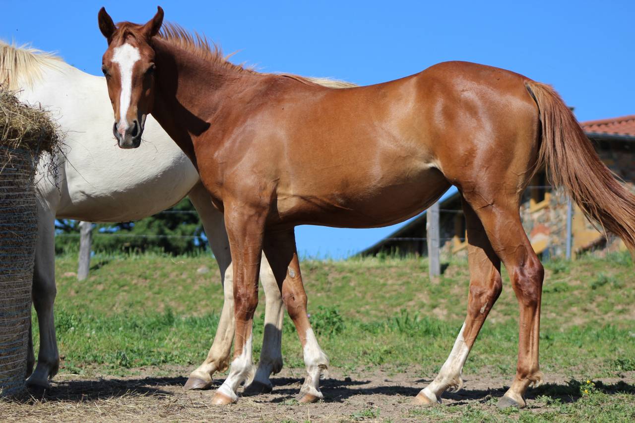 Mare Origin Recorded For sale 2024 Chesnut