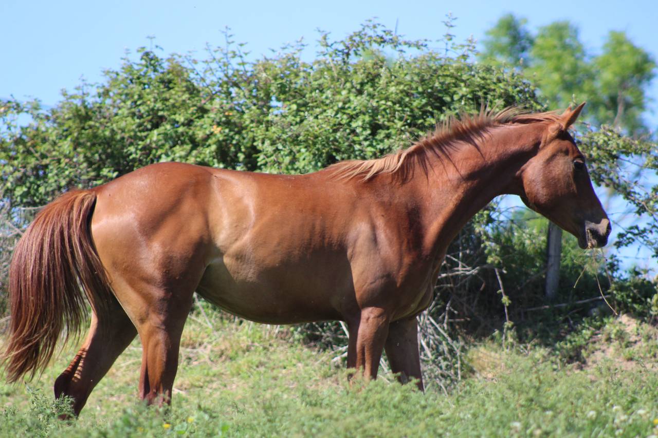 Mare Origin Recorded For sale 2024 Chesnut
