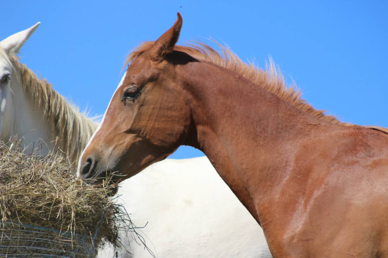 Mare Origin Recorded For sale 2024 Chesnut