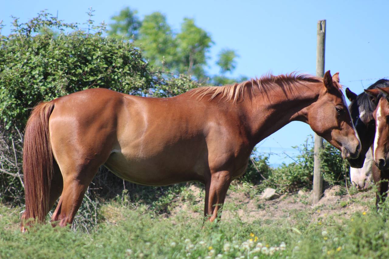 Mare Origin Recorded For sale 2024 Chesnut
