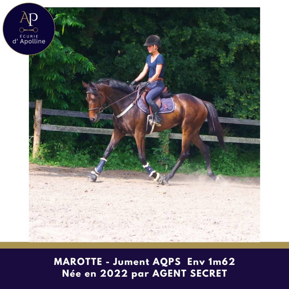 Mare AQPS For sale 2022 Dark Bay