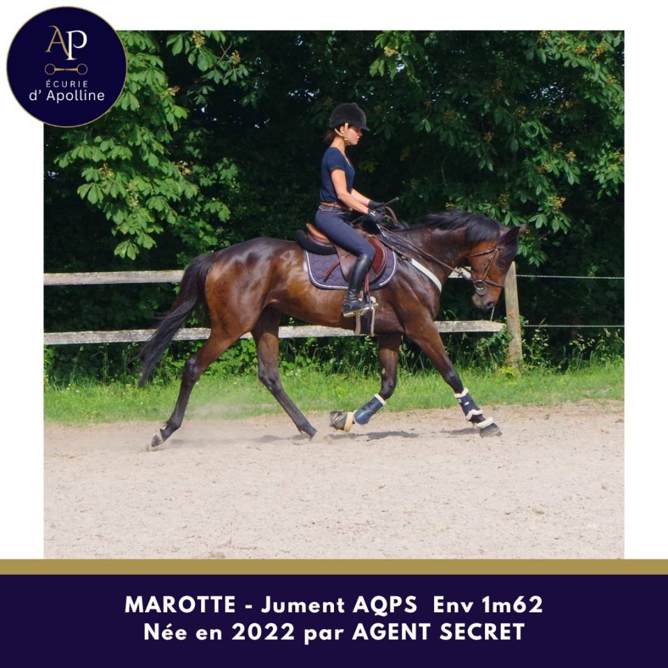 Mare AQPS For sale 2022 Dark Bay