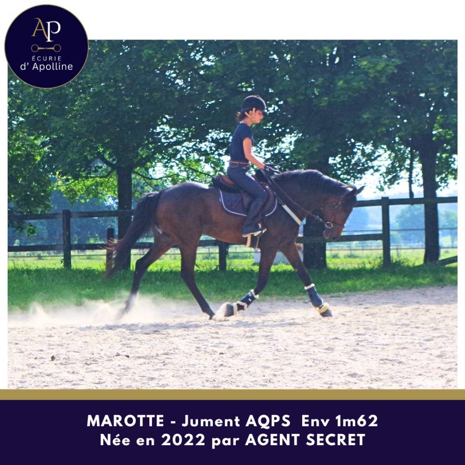 Mare AQPS For sale 2022 Dark Bay